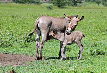 donkey colt feeds on a Masai farm in Tanzania