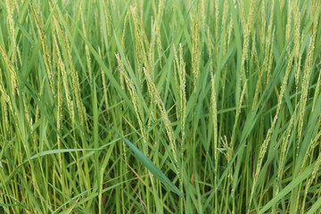 Rice plant near harvest time and evening sunlight.