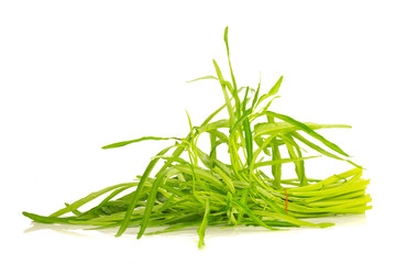 Fototapeta premium Water Convolvulus on white background