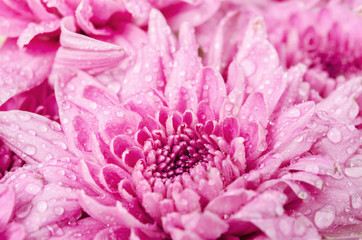 Center of  pink chrysanthemum flower.
