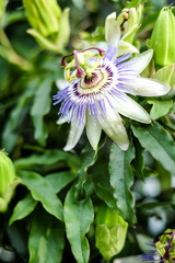 Passion flower in bloom. Passiflora incarnata, lush green leavs and buds around