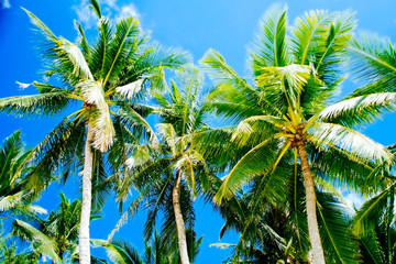 Fototapeta premium Beautiful coconun palm tree with blue bright sky