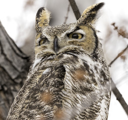Great Horned Owl