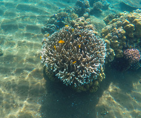 Naklejka na ściany i meble Coral reef with tropical fish. Underwater landscape with yellow fishes and sharp corals.