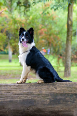 black and white dog seated on a trunk on a park