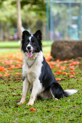 beautiful border collie sitting down on a park on a flower background