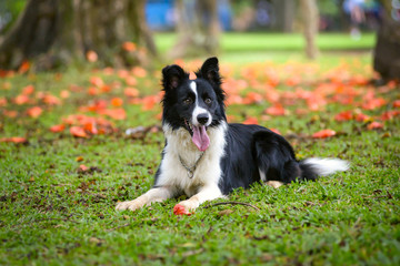 border collie dog lying down on the grass on a sunny day with flowers on background