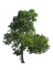 Fototapeta premium Tree Isolated on white background, Object element for design. Clipping path