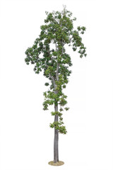 Fototapeta premium Tree Isolated on white background, Object element for design. Clipping path