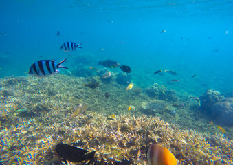 Fototapeta premium Podwodna scena z kolorowymi egzotycznymi rybami. Błękitna woda morska nad ostrymi koralowcami