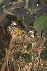 Baby Robins