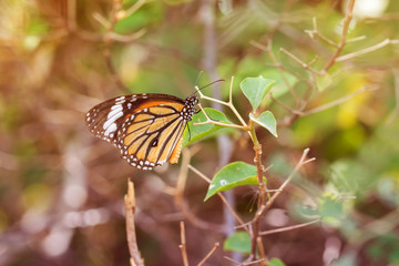 butterfly fly in nature.