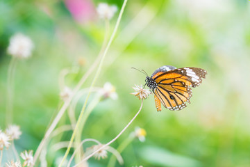 Fototapeta na wymiar butterfly fly in nature.