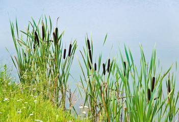 Obraz premium Bulrush, or cattail (Typha) on the shore of the pond