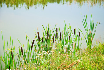 Bulrush, or cattail (Typha) on the shore of the pond