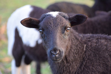 Black and White Lamb
