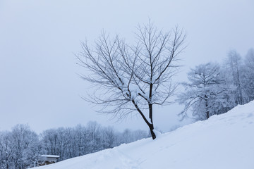 Fototapeta premium Trees without leaves in winter landscape.
