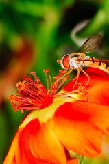 Little beautiful bee nb.2