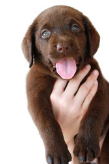 Brown Labrador Puppy In Child's Hand White Background Happy Face