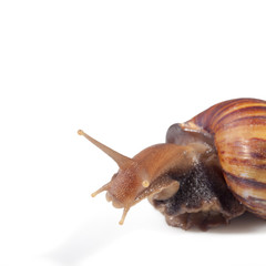 A Garden Snail (Cornu aspersum) isolated on a white background with clipping path.