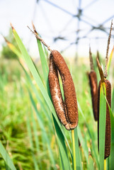 Double ear of bulrush, or cattail (Typha) 