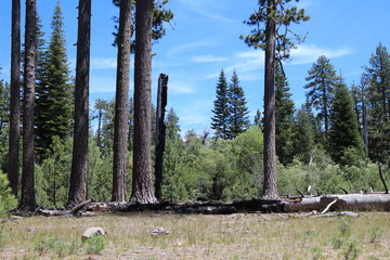 Fallen Tree At Lassen Volcanic National Park 