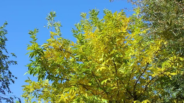 View of the crown of the tree in the fall with yellow and green leaves in the park against the blue sky.