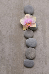 Fototapeta na wymiar Gray stone with orchid on grey background.