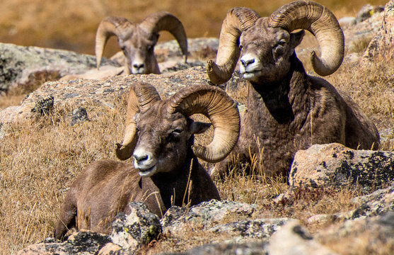 Big Horn Sheep, Rocky Mountain National Park
