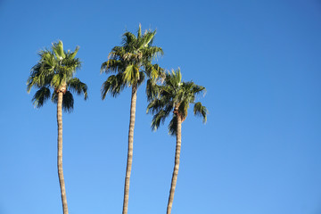 low angle view of palm tree 