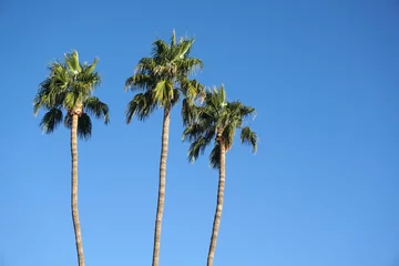 Foto op Plexiglas Palmboom lage hoekmening van palmboom