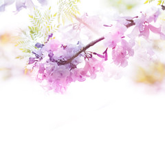 Fototapeta na wymiar Violet flowers soft style with vintage filter effect.