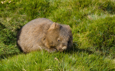 Naklejka na ściany i meble Baby Wombat, Tasmania, Australia