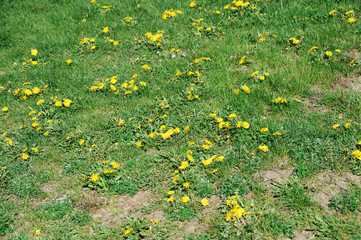 lawn in bad condition in spring full of dandelion