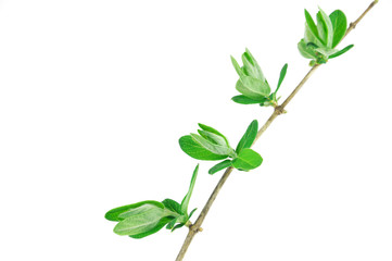 spring bud on tree twig on white background