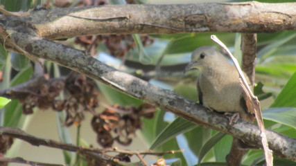 pajaro, ave en familia