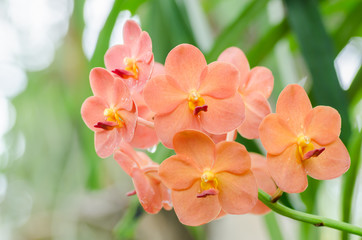 Naklejka na ściany i meble Orange orchid flower blossom in spring