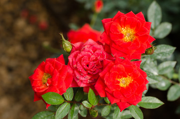 Red roses flower blossom in spring