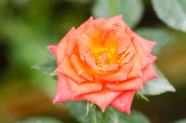 Orange rose flower blossom in spring