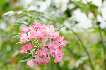 Pink roses flower blossom in spring