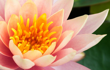 Fototapeta premium Closeup of beautiful old rose lotus flower