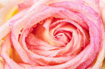Pink Rose Flower.