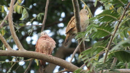 pajaro, ave en familia
