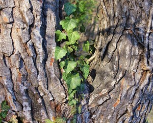 Tree trunk with ivy dividing into two