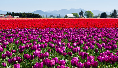 Fototapeta na wymiar Tulip fields during Skagit Valley Tulip Festival in Washington state, USA