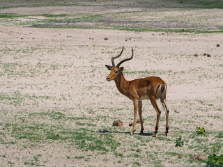 Young male Impala standing in natural habitat