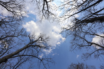 branch