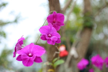 Dendrobium flower in Thailand