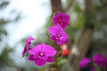 Dendrobium flower in Thailand