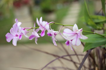 Dendrobium flower in Thailand